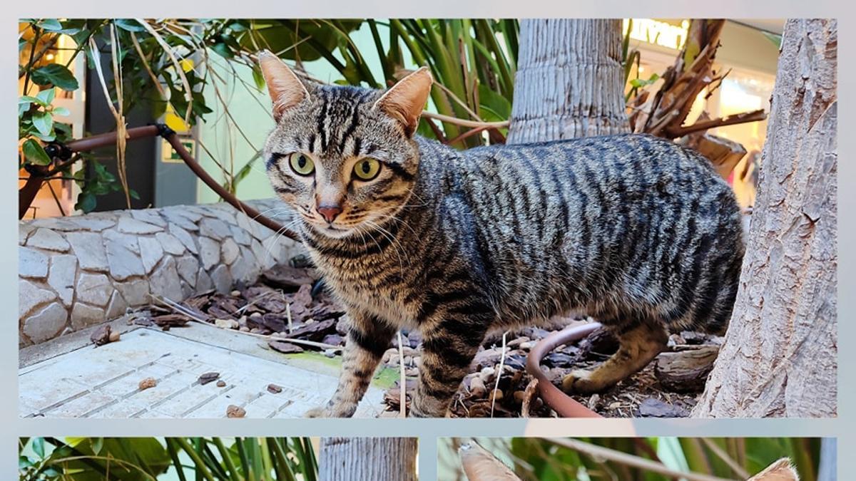 Buscan adopción para el gato del Centro Comercial de Xàtiva tras haber sido agredido