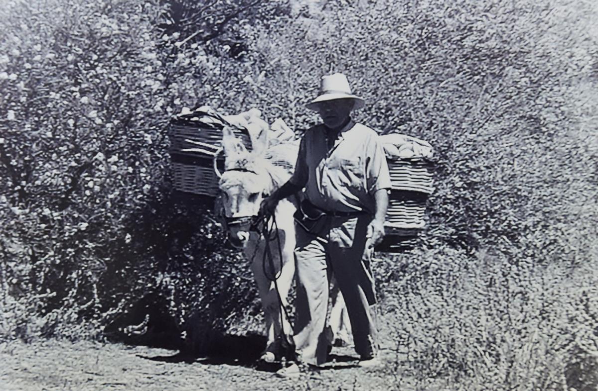 Un burro cargado de pan, en los primeros años de la Panadería Pulido.