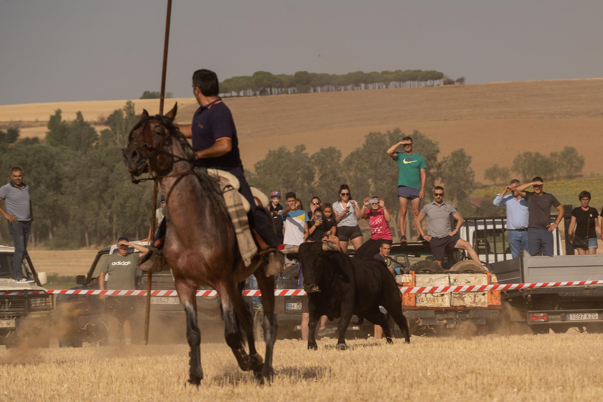 Encierro Campero en Moraleja del Vino 2022