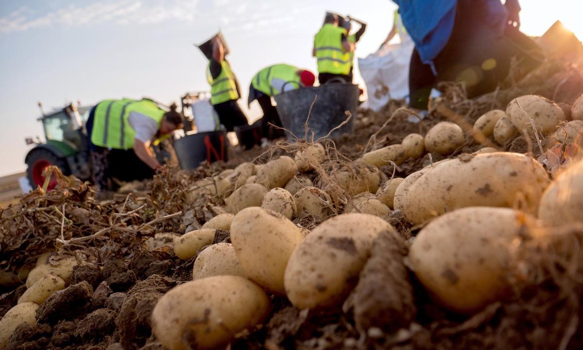 Recolectores de patatas, en una imagen de archivo.