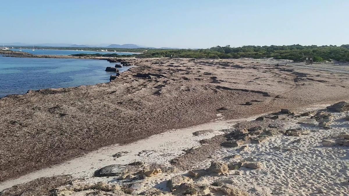 Los temporales de 2020 cubrieron de posidonia la playa de es Peregons Grans