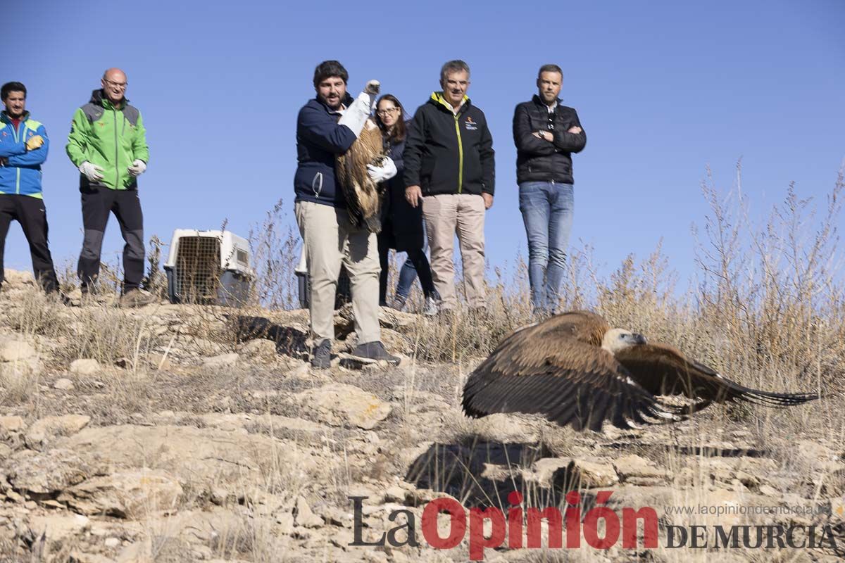 Suelta de dos buitres leonados en la Sierra de Mojantes en Caravaca