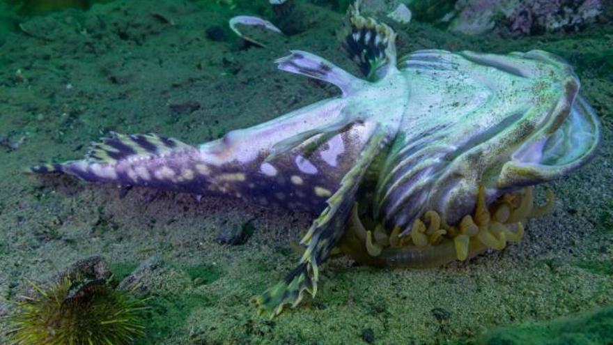 Los peces sculpin nadan entre las muy urticantes anémonas, si cometen un fallo los tentáculos les atrapan y son engullidos. 