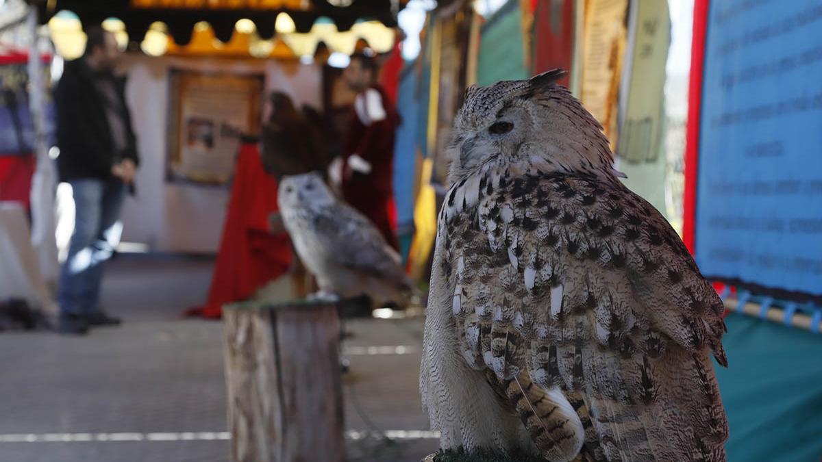 La exposición de aves es una de las propuestas más populares del mercado temático