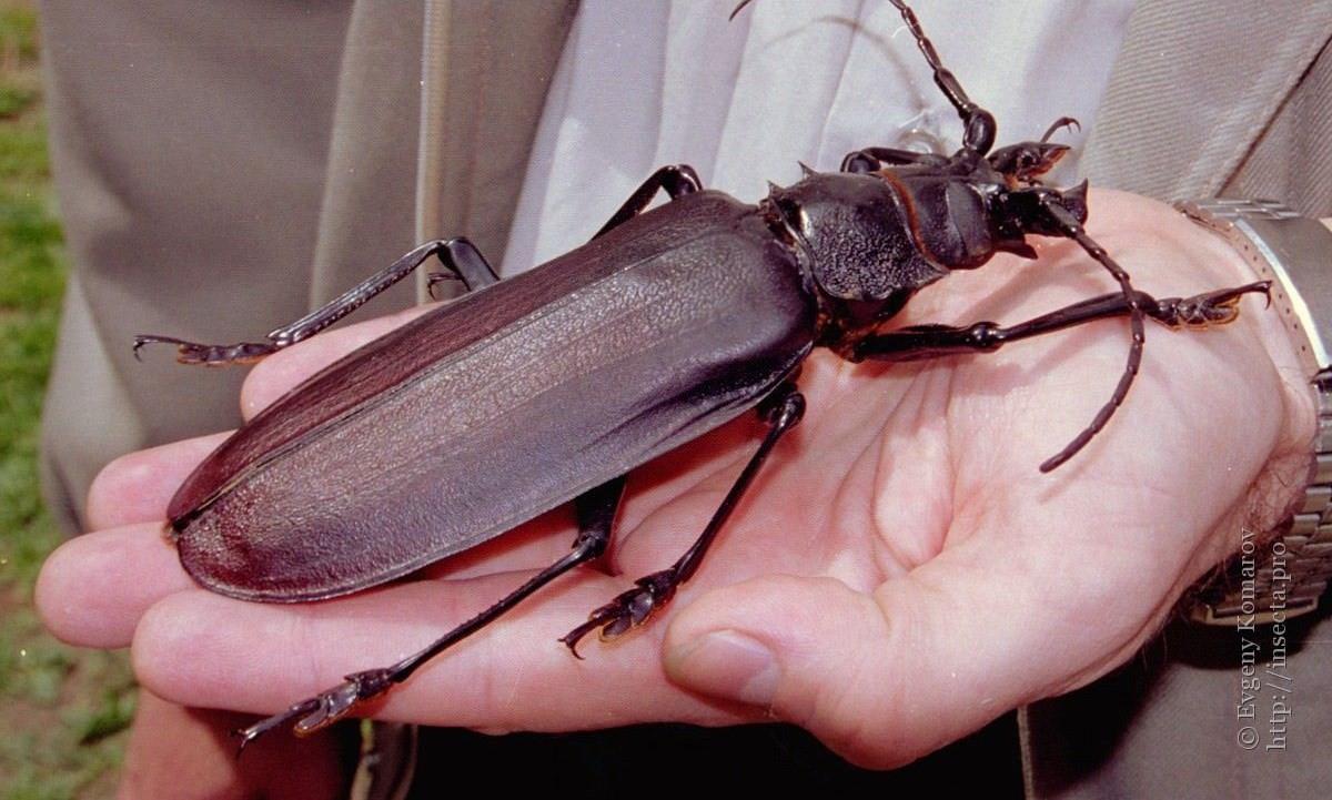 Escarabajo titán en la palma de la mano de un adulto