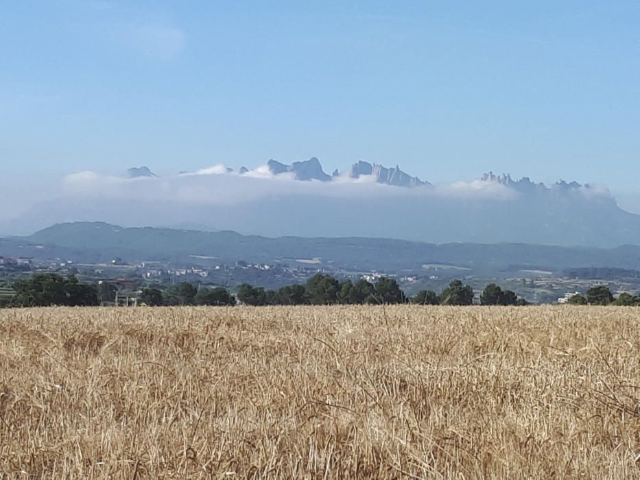 Nuvolada. Montserrat amb una bufanda de boira contempla els blats rossos a punt de segar.