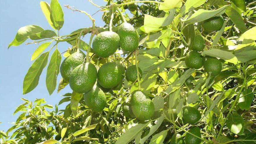 El aguacate de Canarias obtiene el distintivo europeo de calidad, origen y autenticidad