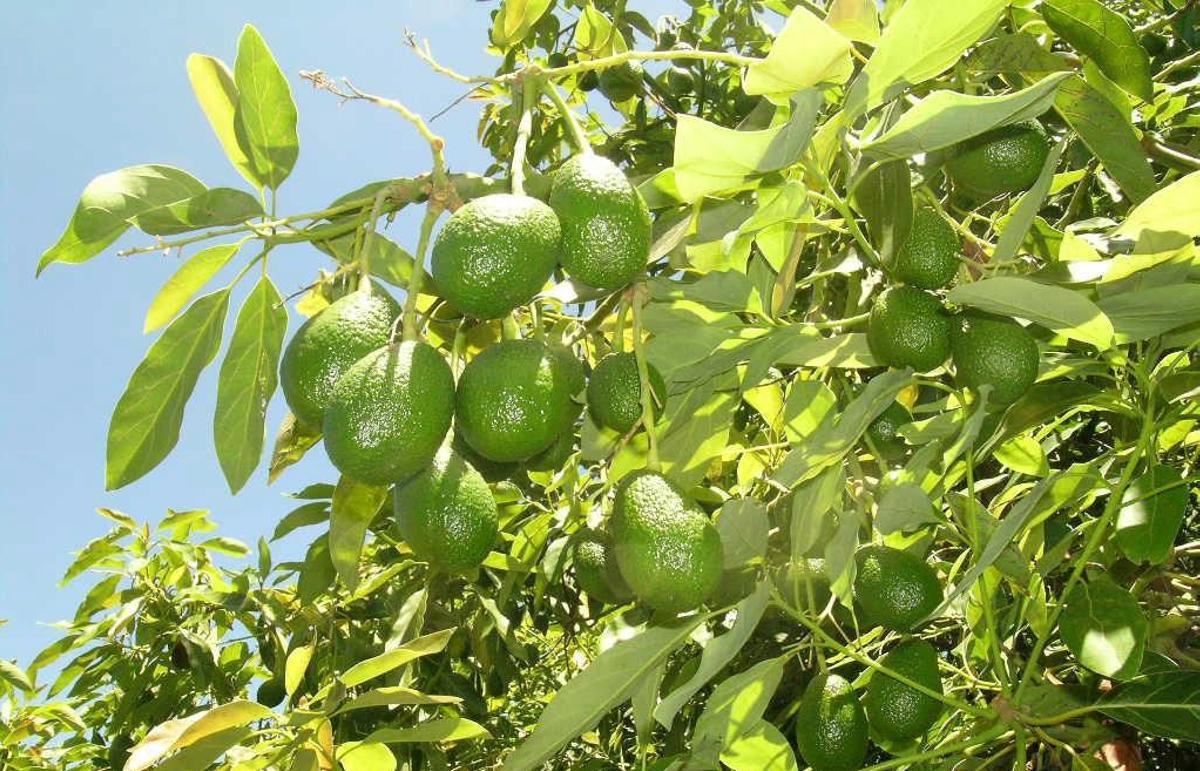 Aguacate de Canarias