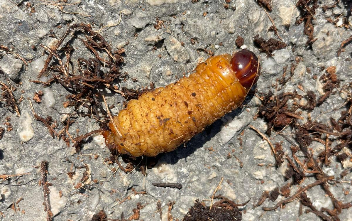 Vista de una larva de picudo rojo, el escarabajo que se extiende ya por las palmeras de toda Cantabria.