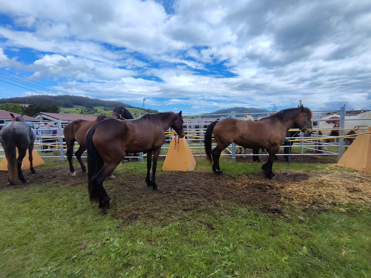 Algunos de los ejemplares presentes en el recinto este domingo.