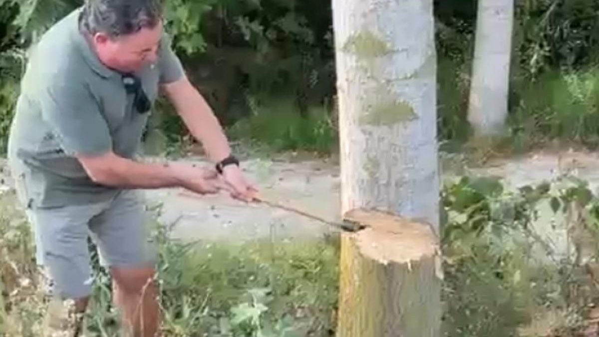 El alcalde del Palomar corta un chopo para las fiestas de Altea