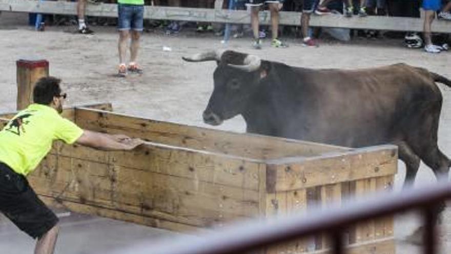 Gran expectación en «Els bous al carrer» del municipio de La Romana.