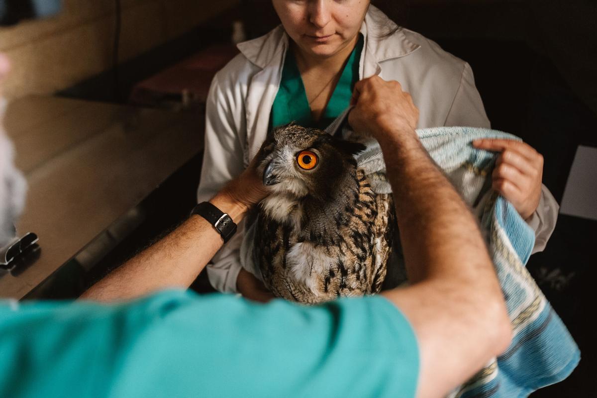 19.02.2026. MADRID. Imágenes de las instalaciones de GREFA (Grupo de Rehabilitación de la Fauna Autóctona y su Hábitat), una organización no gubernamental sin ánimo de lucro, que nace en 1981 como asociación para el estudio y conservación de la naturaleza. Foto: Alba Vigaray