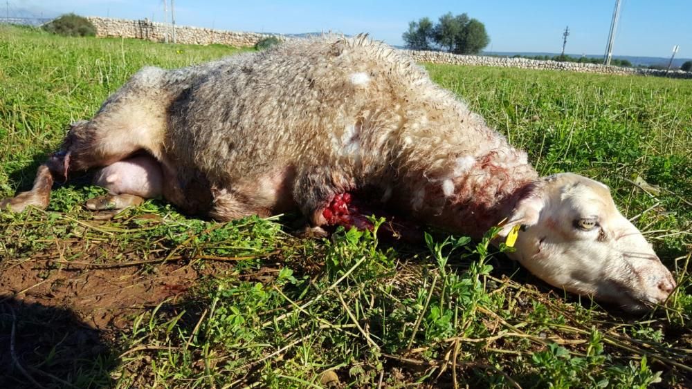 Matanza de ovejas en Son Ferriol