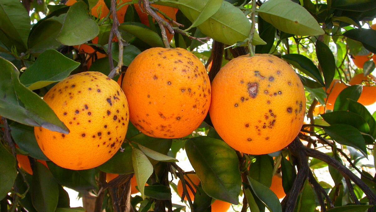 Naranjas afectadas con plagas.