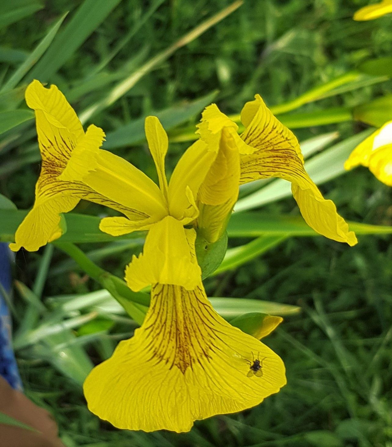 La primavera adelantada de Villaviciosa en imágenes