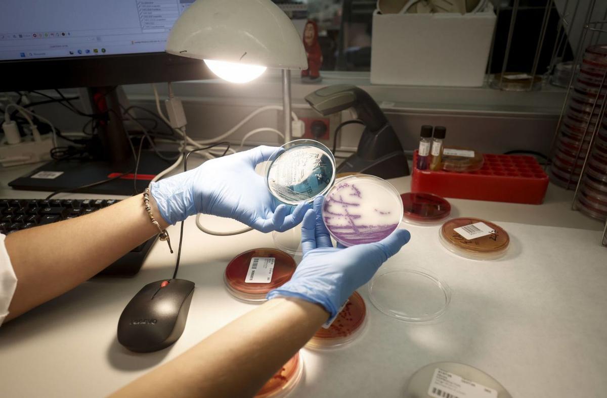 Parte de las muestras se analizan en el servicio de Microbiología de Son Espases. | MANU MIELNIEZUK