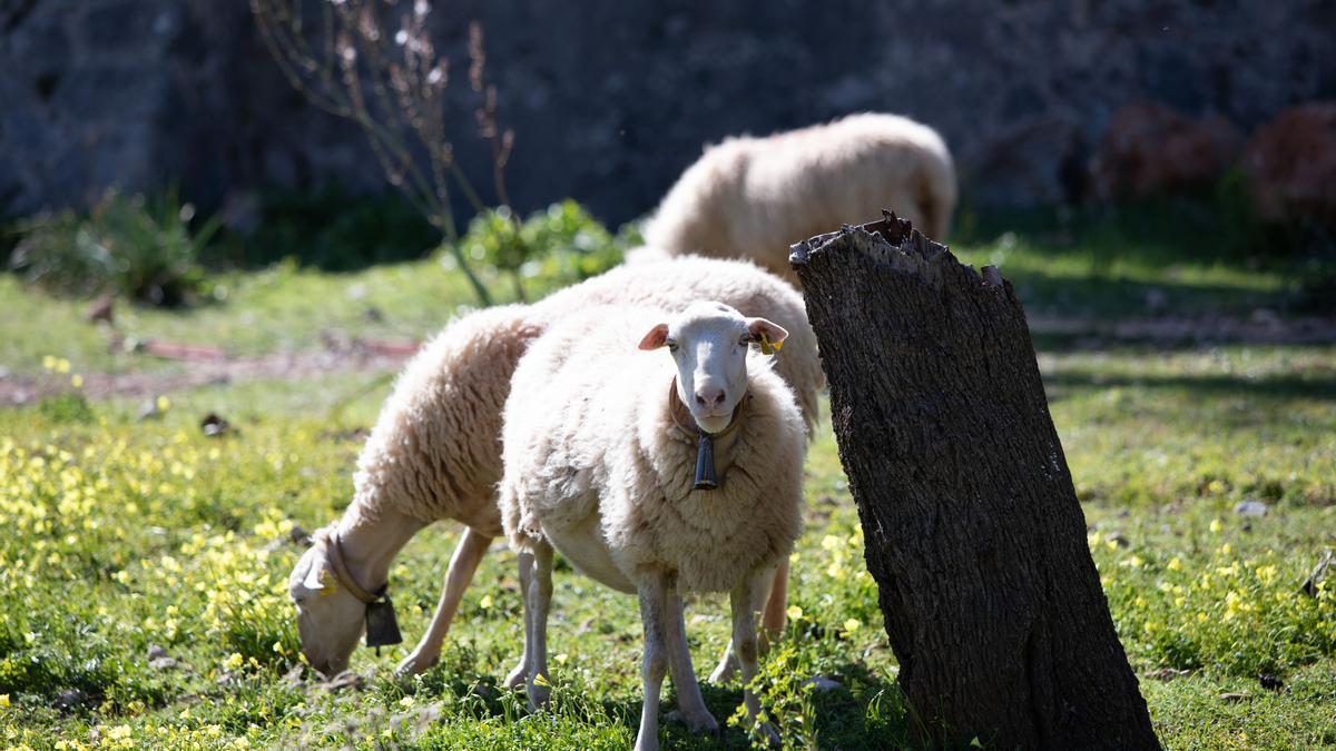 Agricultura en Mallorca: Las explotaciones podrán utilizar la lana de sus ovejas para usos agrícolas.