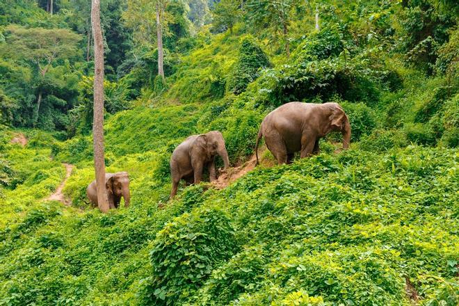 Elephant Nature Park en Tailandia