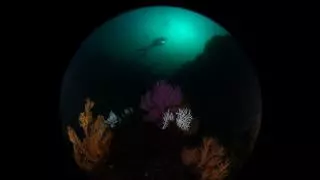 Luis Ángel Díaz se proclama campeón de Asturias de Fotografía Submarina 2026 en Cudillero