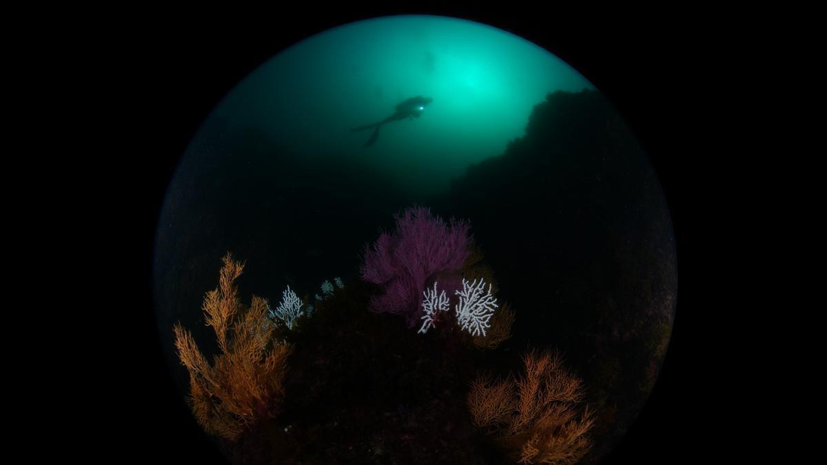 Los ganadores del campeonato de Asturias de Fotografía Submarina