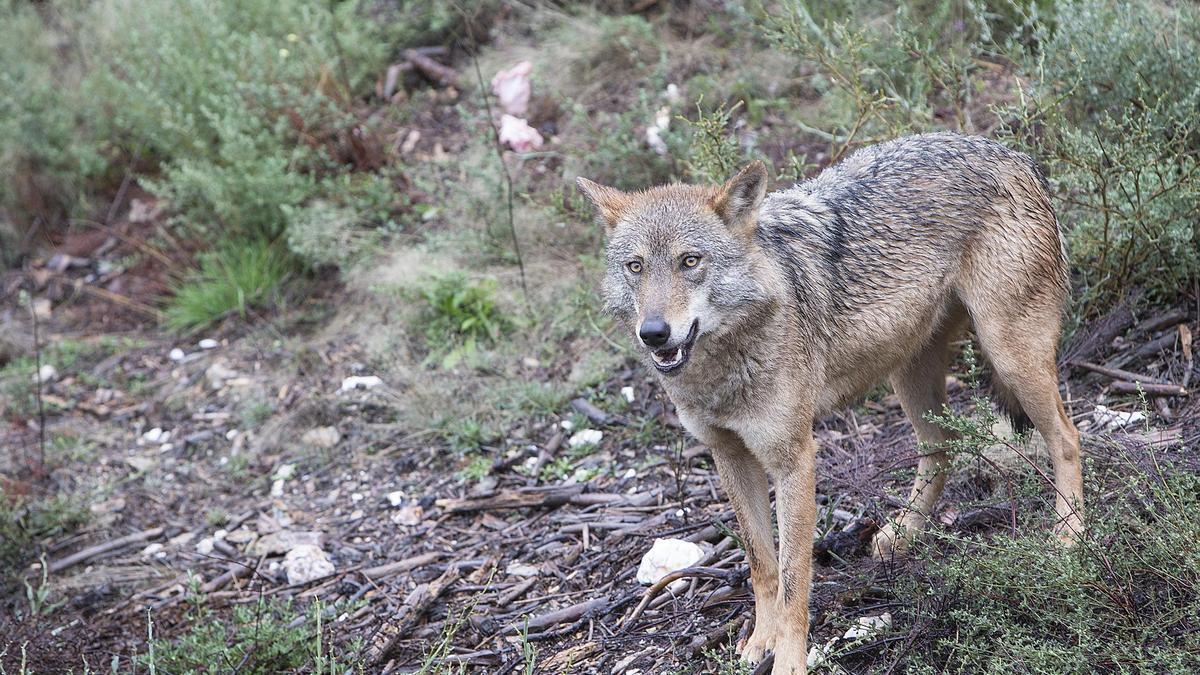 Un lobo en el Centro del Lobo Ibérico en la localidad de Robledo-Puebla de Sanabria (Zamora)