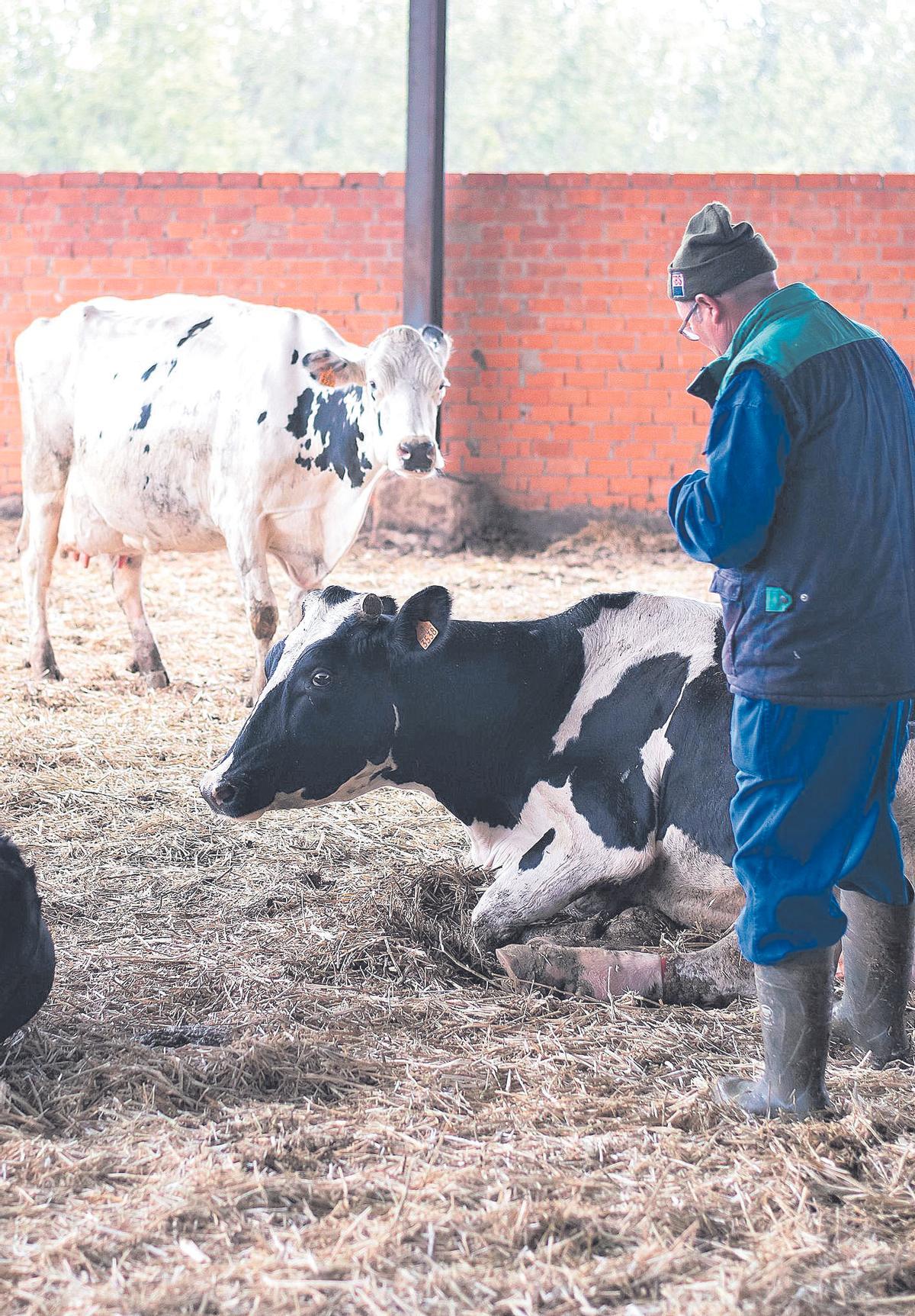 Varias vacas de leche de raza frisona de la granja Rosón Sánchez SL de Zamora.
