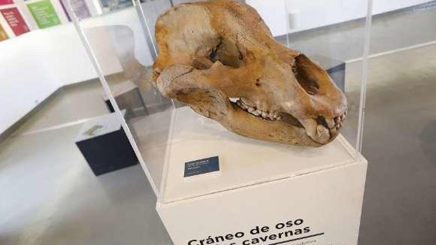 Un cráneo de oso de las cavernas del Museo Jurásico de Asturias.