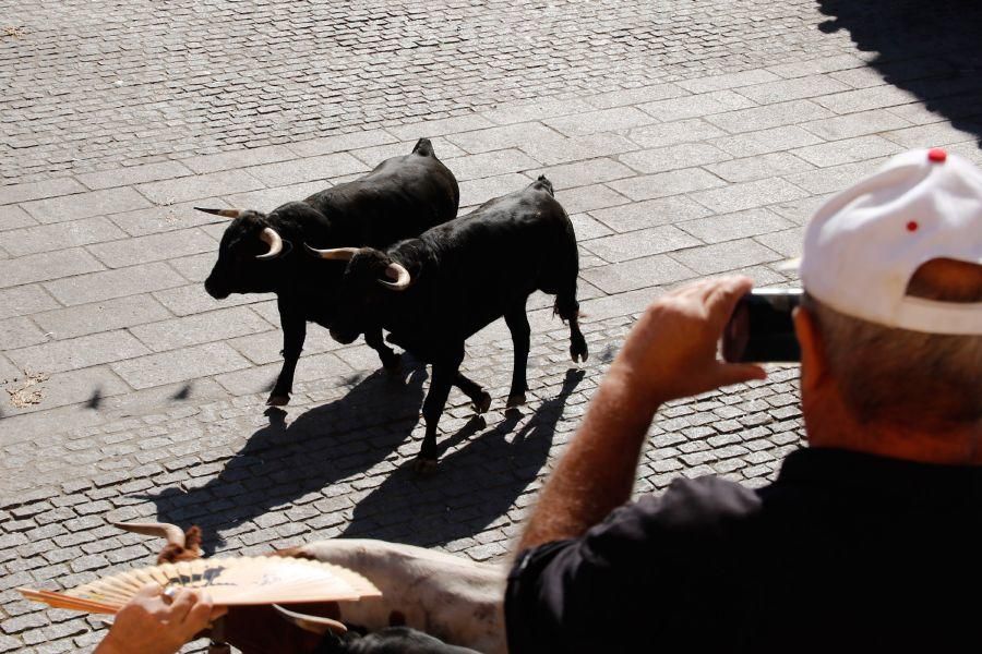 Fiestas en Zamora: Último encierro en Fermoselle