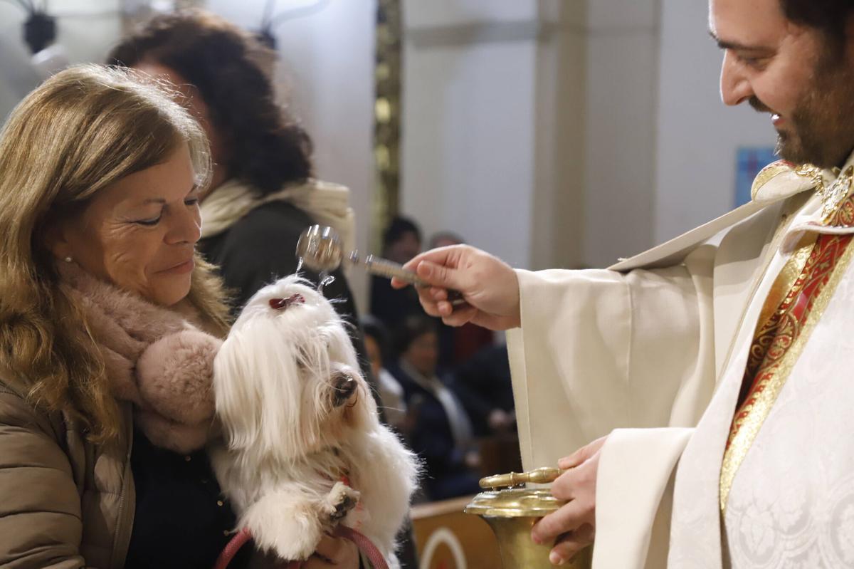 Bendición de mascotas por el día de San Antón en Córdoba