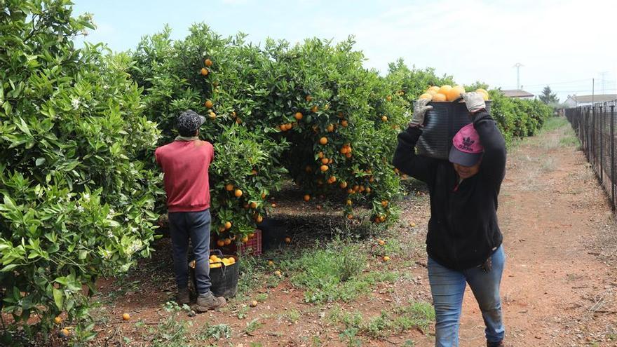 El sector citrícola de Castellón pide más medidas de control ante la naranja argentina
