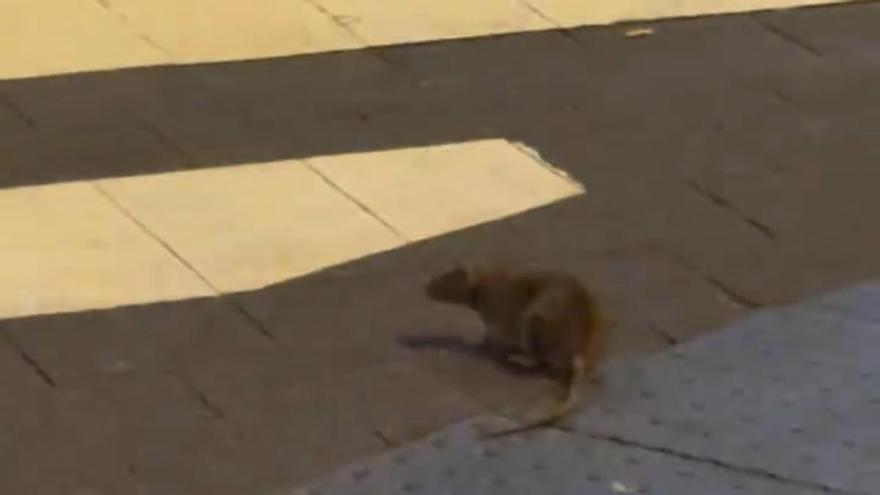 Remy cambia París por Guanarteme: "Ratas como perros"