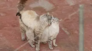 Colonia de huéspedes felinos en Ciudad de Asís
