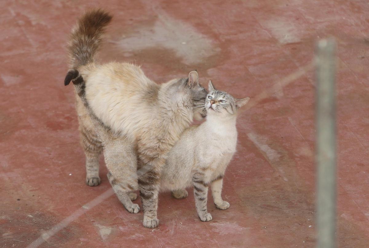 Dos gatos, macho y hembra, en la colonia felina de Ciudad de Asís