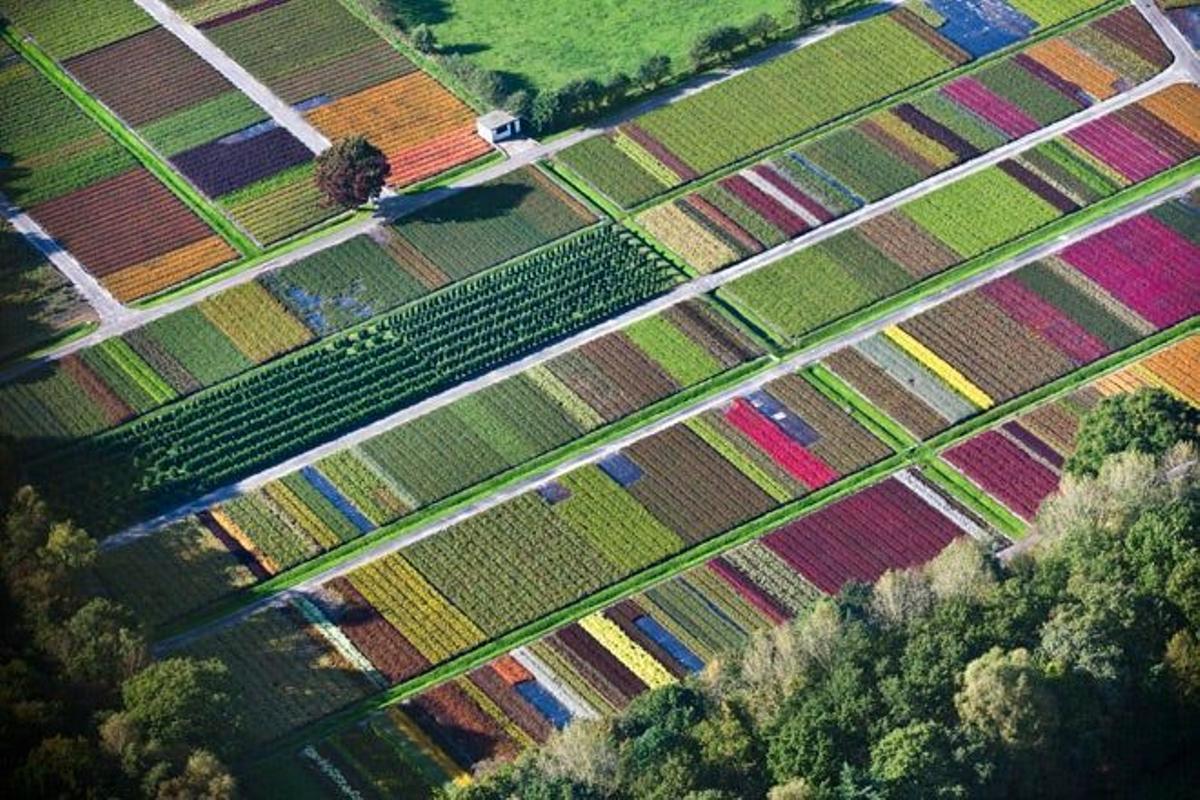 Campos de tulipanes en Utrecht, Holanda.