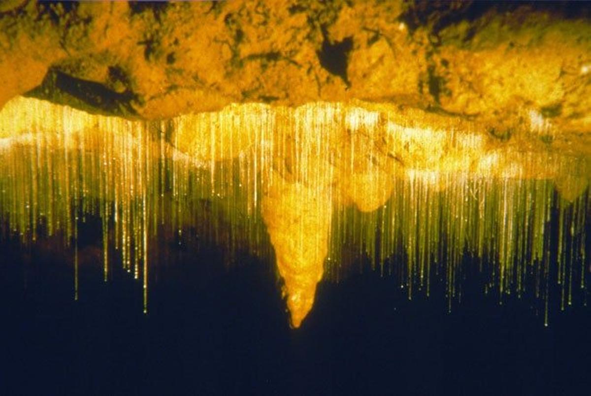Las cuevas de Waitomo