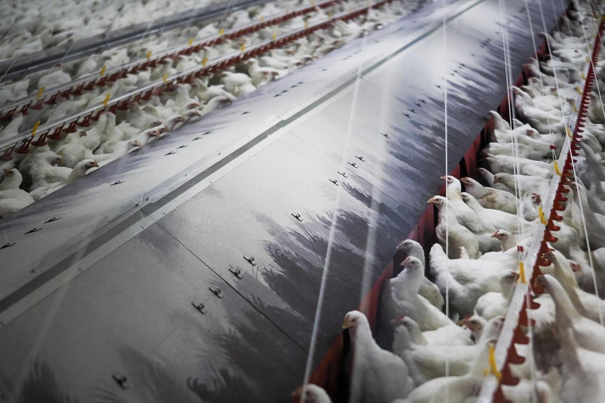 Aves en una explotación avícola en España