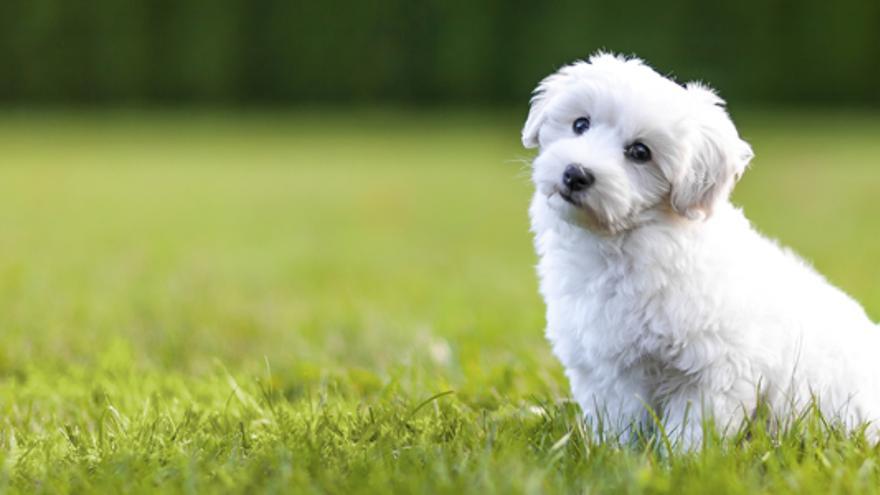 El bichon frise hará las delicias de los más pequeños.