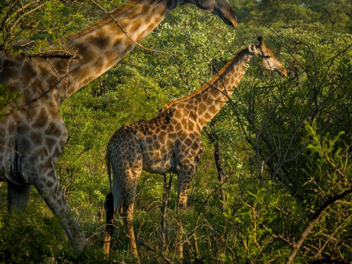 Jirafas en el Parque Kruger