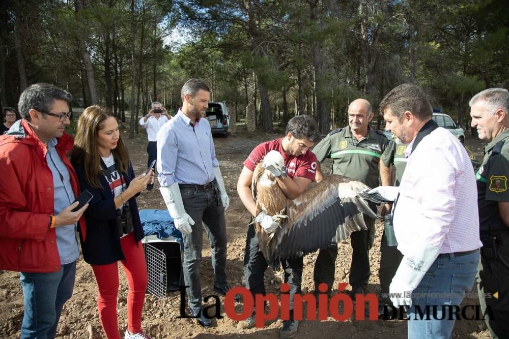 Liberan un Buitre Leonado en la Sierra de Mojantes