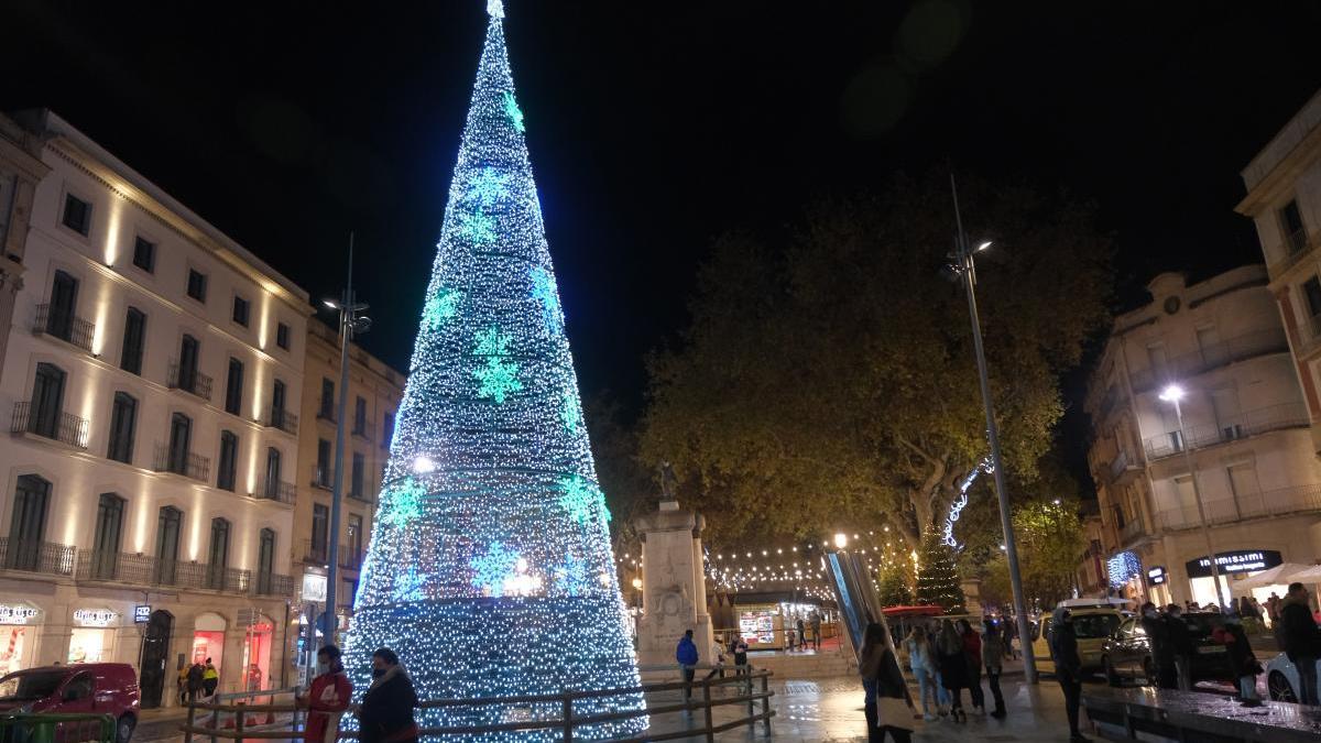 El gran arbre de Figueres medeix 14 metres