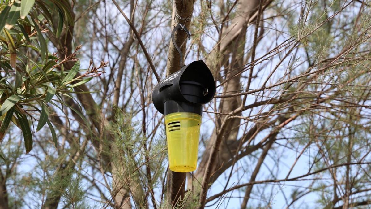 Trampa para avispas en el Port de Catarroja.