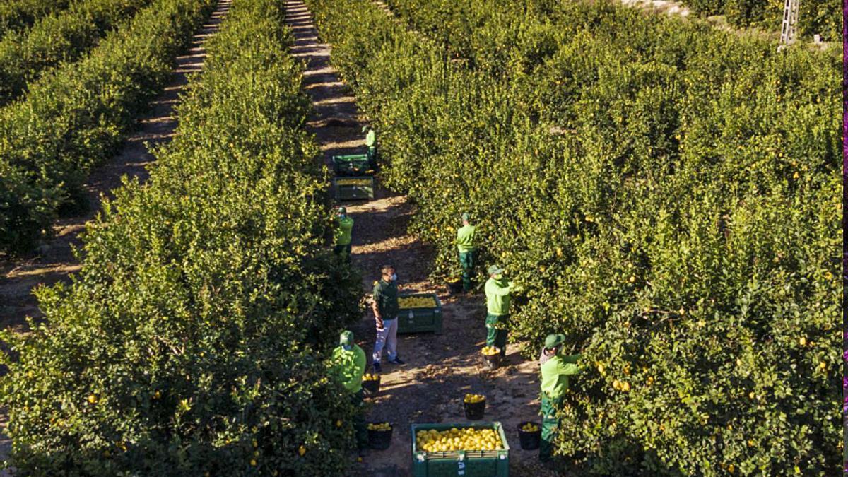 Más de 20.000 personas trabajarán en la campaña de recogida de limones, según Ailimpo. | L.O.