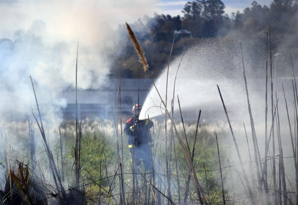 El Concello prueba cómo eliminar con fuego esta especie invasora.