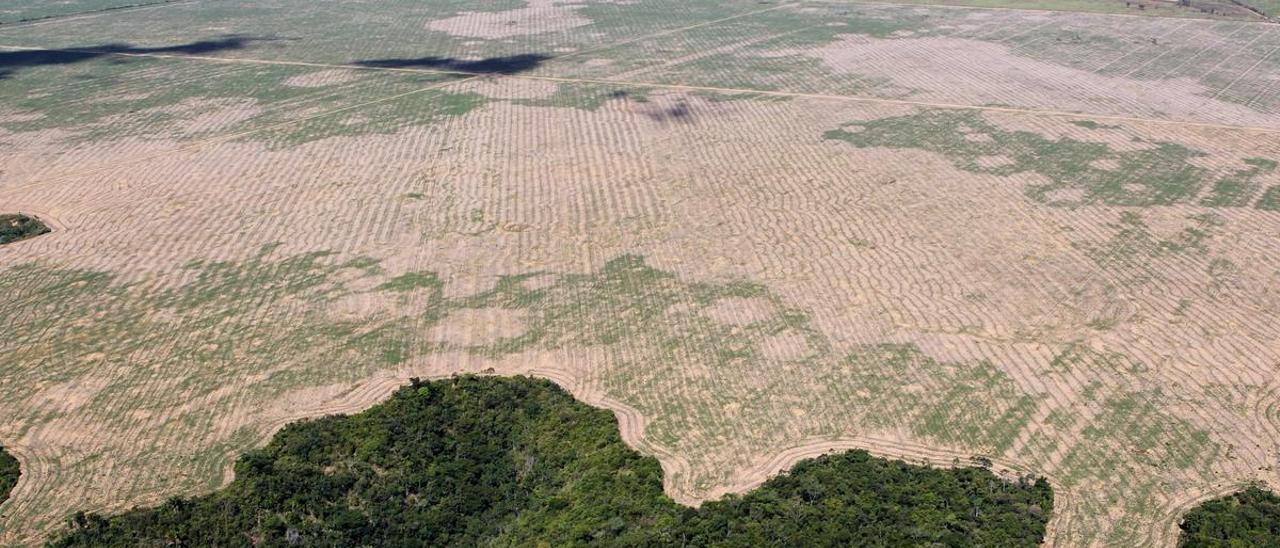 La cumbre del clima cristaliza varias coaliciones contra la desforestación.