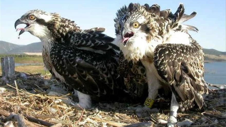 Las águilas pescadoras vuelven a ser avistadas en el paraje del Millars