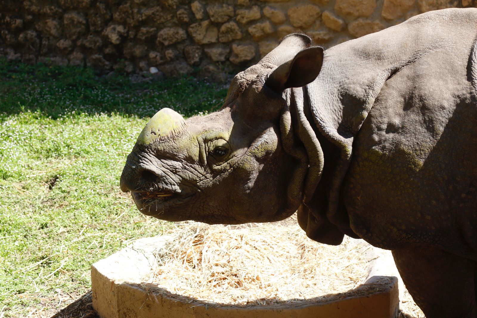 El rinoceronte indio en el Zoo de Córdoba, en imágenes