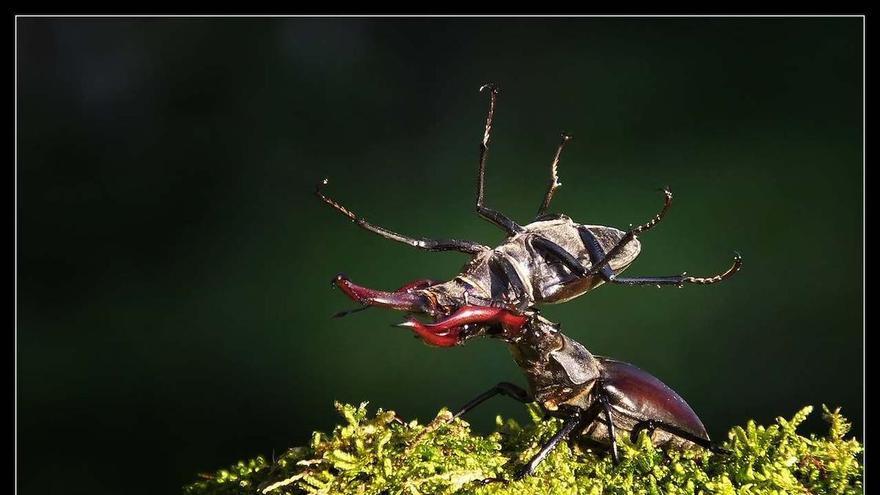 Del ciervo volante a la cobra de agua viperina: los disparos (fotográficos) de un militar que documenta la fauna de Muros-Noia