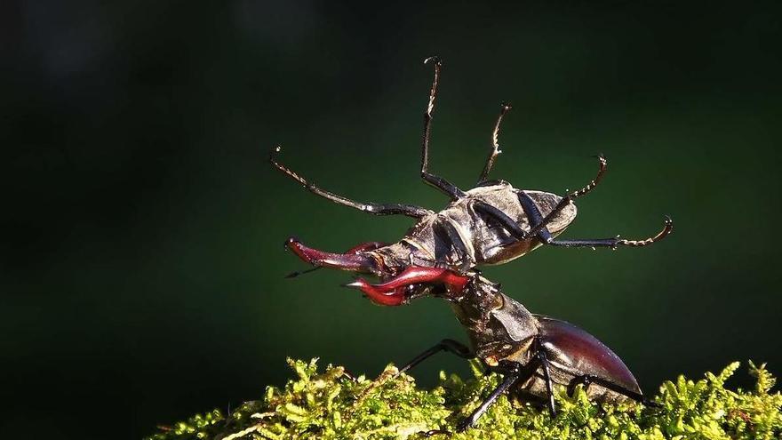 Los disparos (fotográficos) de un militar que documenta la fauna de Muros-Noia