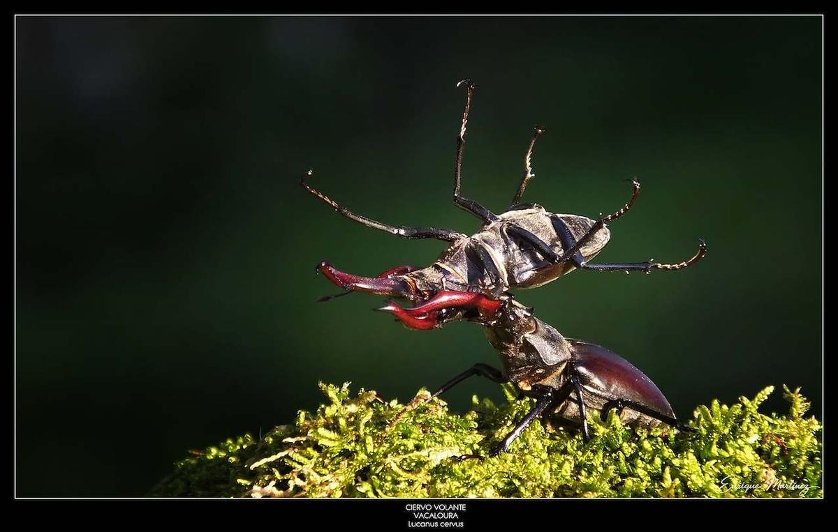 Ejemplar de ciervo volante (Lucanus cervus) fotografiado por Enrique Martínez.